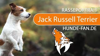 ► Jack Russell Terrier [2020] History, Appearance, Temperament, Training, Exercise, Care & Health