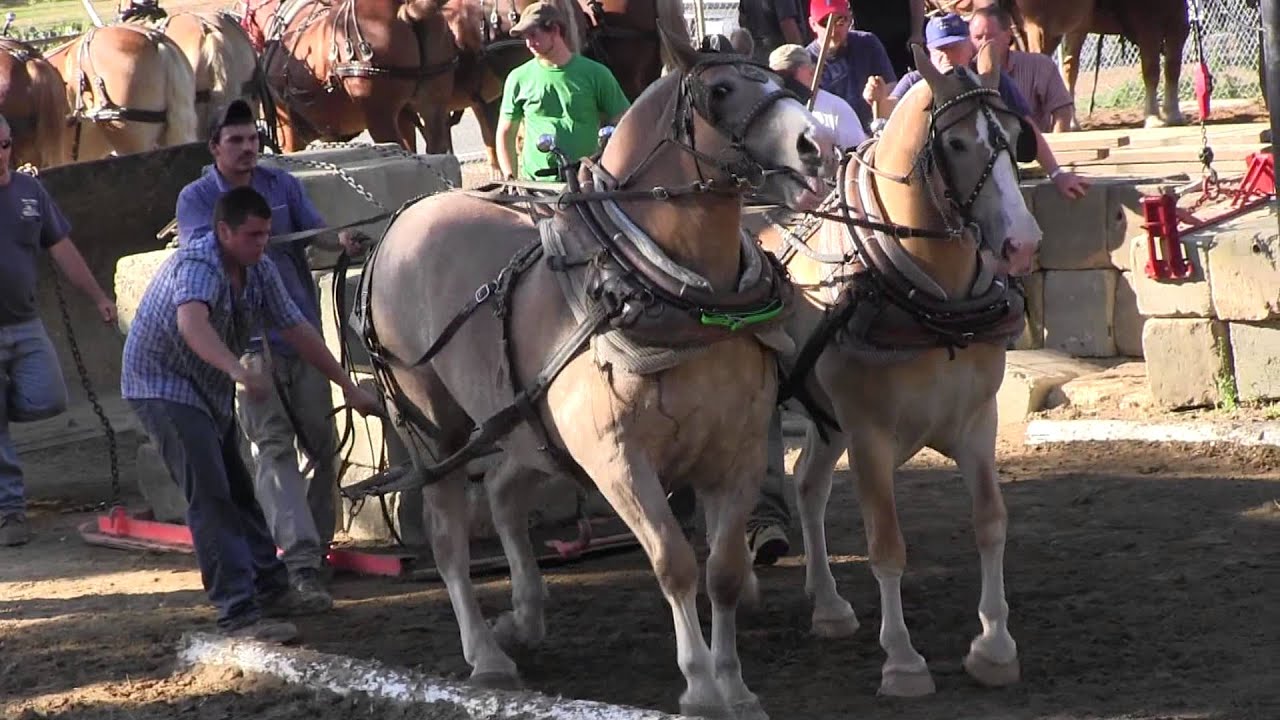 Draft Horse Pull 2013 Deerfield Fair NH Pulling Video 9 YouTube