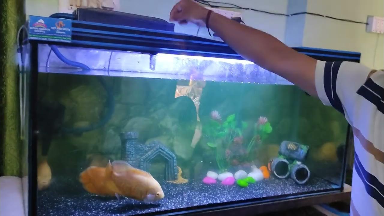 Feeding my Oscars Pron fish YouTube