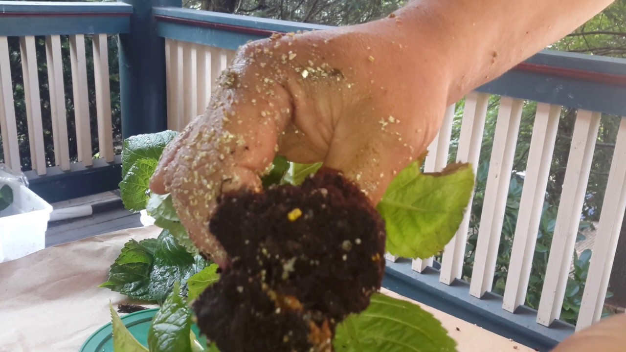 How to propagate hydrangeas vermiculite vs play sand vs perlite vs potting soil - YouTube