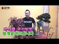 마삭줄 키우기 황금레시피 bonsai 분재교육 11회