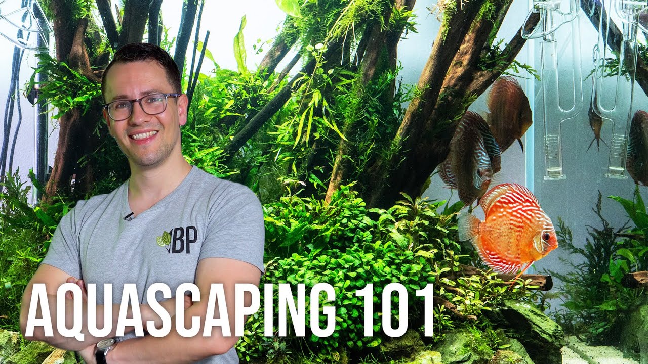 Intro: Aquascaping for Beginners - Learn the Basics | EP1 Planted Tank Overview