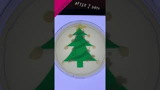 CLEAPSS Christmas Tree 2024