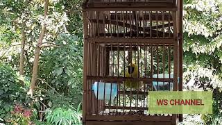 Suara burung cucok rante/ranting Sumatera_Calon pikat