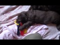 "Shelly" Sussex Spaniel Puppy 6 weeks old, Gundog Training の動画、YouTube動画。