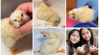 Baby Chicks Part 2! We Raised a WRY NECK Baby Chick! | Janet and Kate