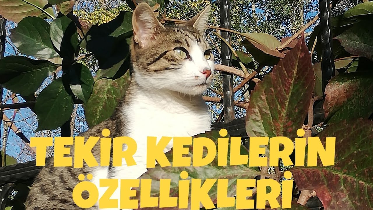 TEKİR KEDİLERİN ÖZELLİKLERİ 🐾🐾 