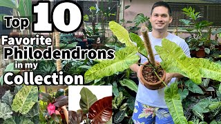 TOP 10 FAVORITE PHILODENDRONS IN MY COLLECTION | PHILODENDRON COLLECTION