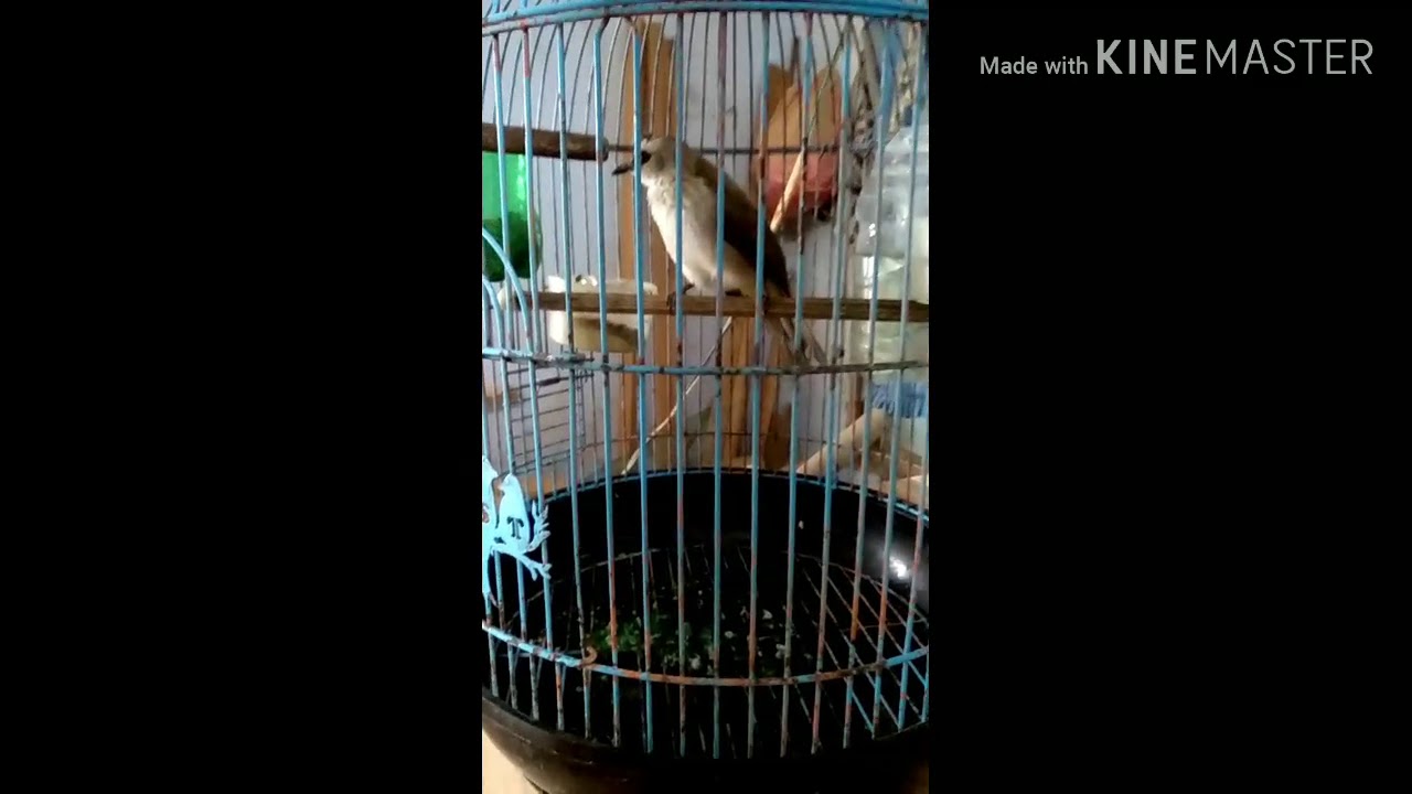 Burung trucuk 