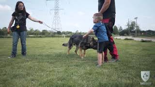 How to pick the BEST dog for YOU and your Family  SHIELD K9