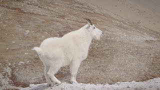 Mountain Goats on top of Mt. Antero