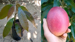 طريقة زراعة المانجو من البذرة بكل سهولة how to grow mango from seed