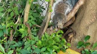 Squirrel & SunFlower Seeds