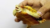 アルビノのクサガメを飼い始めました Youtube