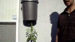 Hanging Bucket Planter for Tomatoes! Cheap Garden. Dont have much space? Live in a condo? This will work for you. I walk you 