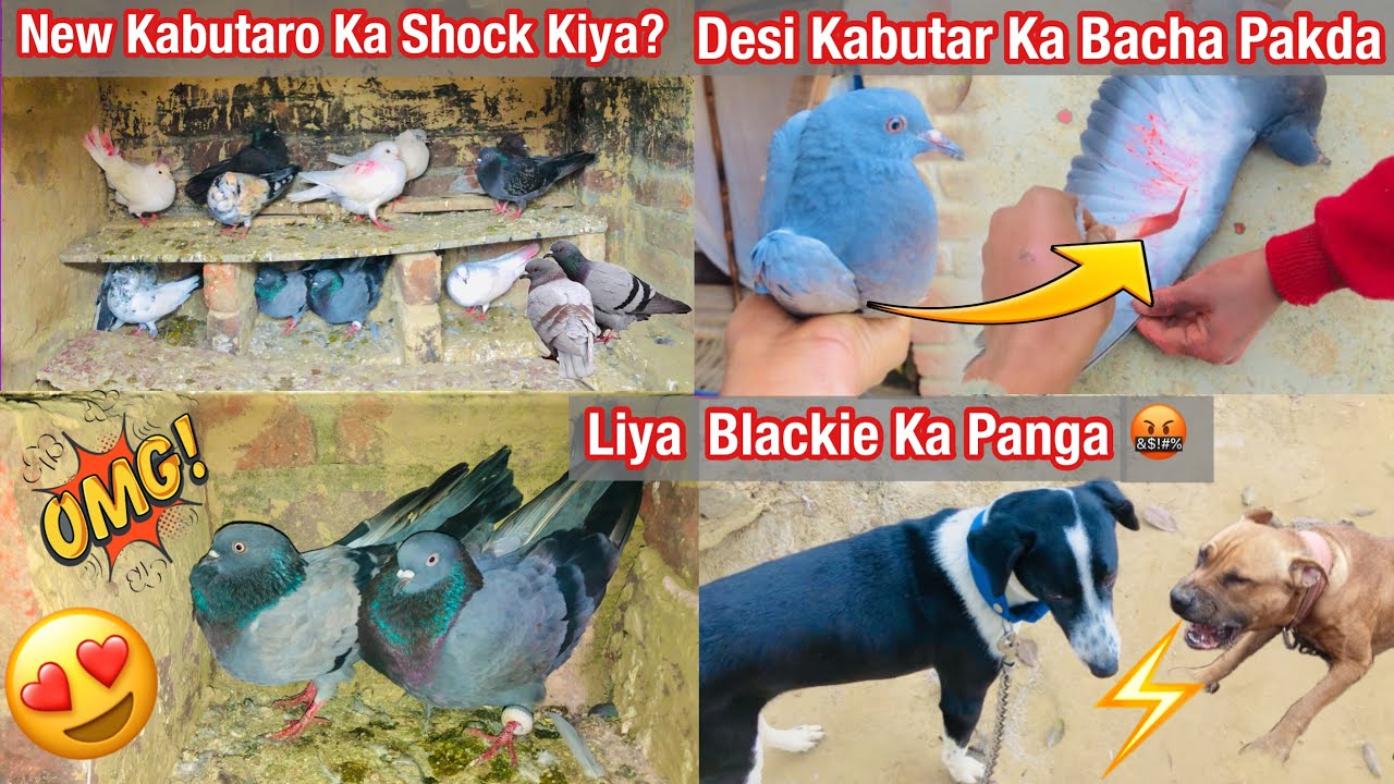 New Kabutaro Ka Shock Kiya!!🥰🕊️