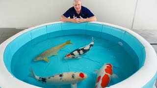 BACKYARD KOI POND IS DONE!!  JUMBO KOI FISH RELEASE!!