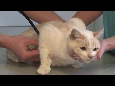 Vidéo: Érosion Du Cartilage Articulaire Chez Le Chat