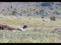 Fototrampeo fauna pirenaica 2 (pirineo aragonés),  zona alpina. Alimoches, cornejas, chovas....