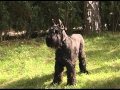 Veliki Šnaucer - Giant Schnauzer --- Emisija sa Demom  Žuđelović の動画、YouTube動画。