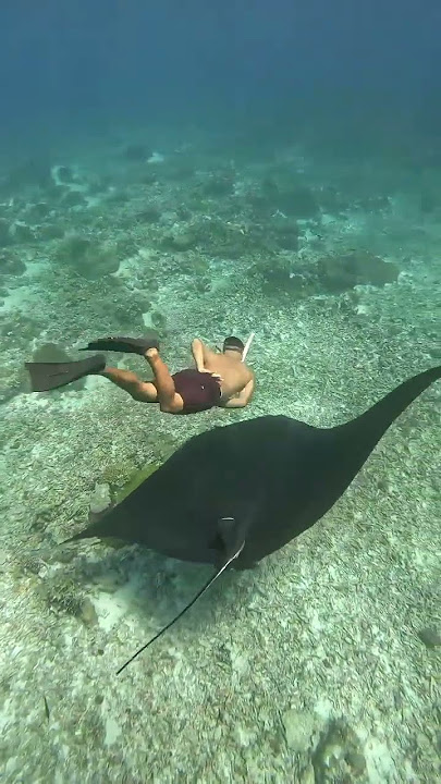 MANTA FISH IS BIGGER THAN PEOPLE #animallover #komodonationalpark #manta