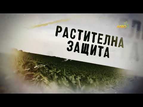 Видео: Чести заболявания на зеленчукови и овощни култури