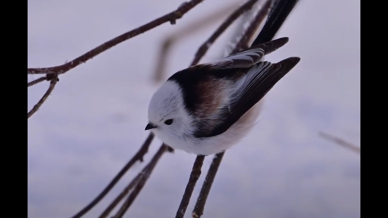エサ場のシマエナガちゃん 第三弾 (番外編) - YouTube