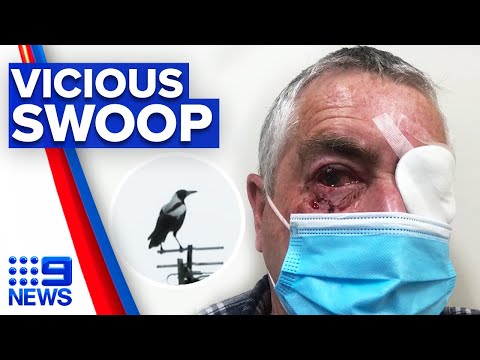 Man undergoes surgery after vicious magpie attack | 9 News Australia