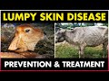 Lumpy skin Disease Symptoms treatment and Prevention Methods in CowsCattles