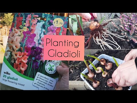 Video: Creșterea gladiolelor în interior: începerea gladiolelor devreme plantându-le în interior