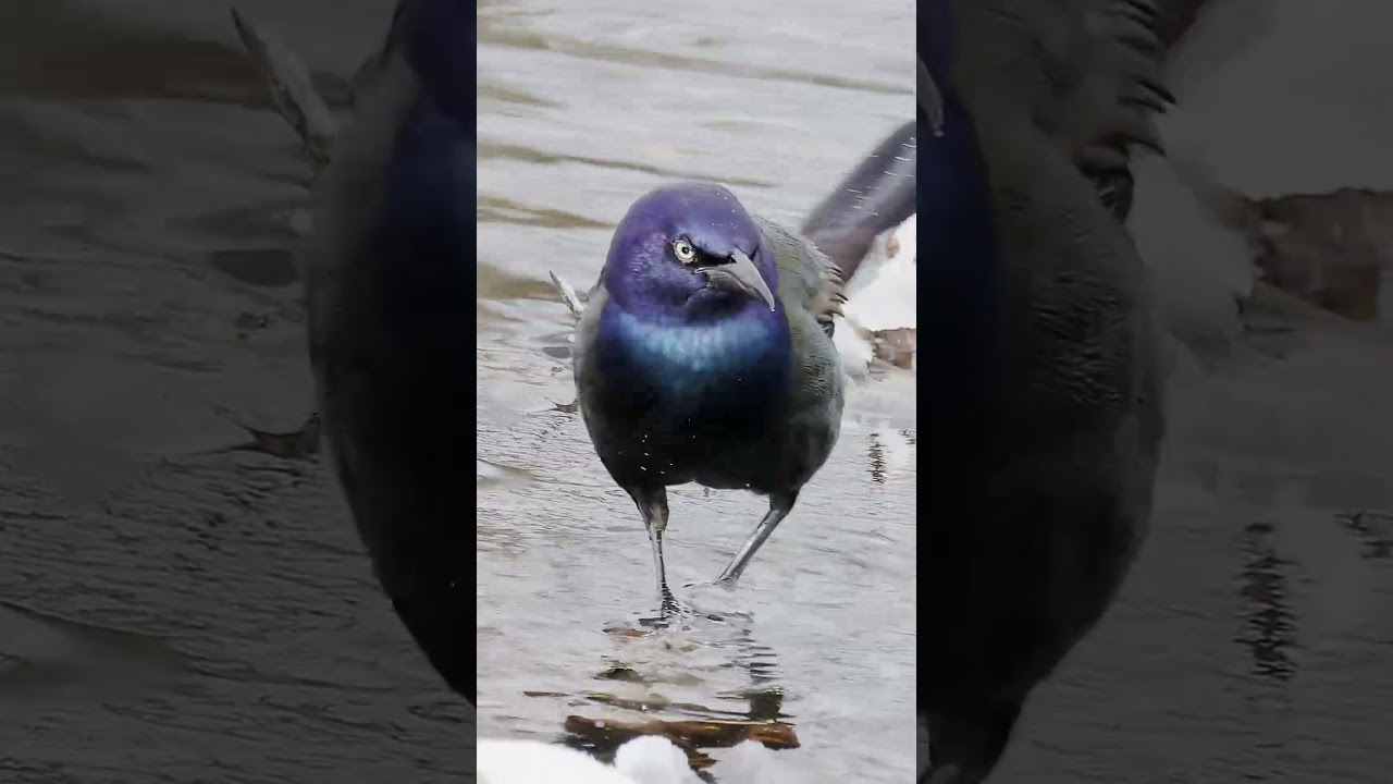 Fascinating  Common grackle