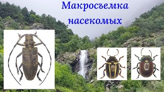 видео: #1 - Макросъемка насекомых смартфоном через стереомикроскоп картинка: #1 - Макросъемка насекомых смартфоном через стереомикроскоп