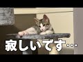 【捨て猫】緊急保護した子猫との生活に涙が止まらない…