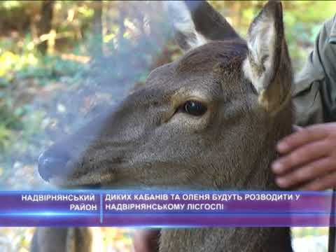 Диких кабанів та оленя будуть розводити у Надвірнянському лісгоспі