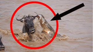 Crocodile Attack Wildebeest Masai Mara River @AnimalLoverRanu