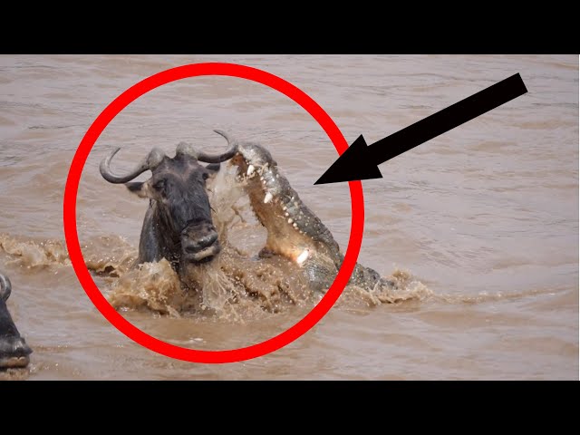 Crocodile Attack Wildebeest Masai Mara River @AnimalLoverRanu class=