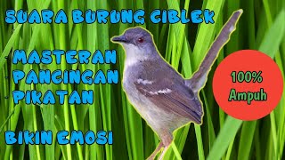 SUARA BURUNG CIBLEK GACOR 100% Ampuh Untuk Masteran pikatan dan pancingan #ciblek #prenjak