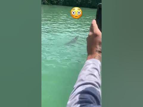 Saltwater Crocodile in the Florida Keys! 🐊 #fishing #viral #florida #