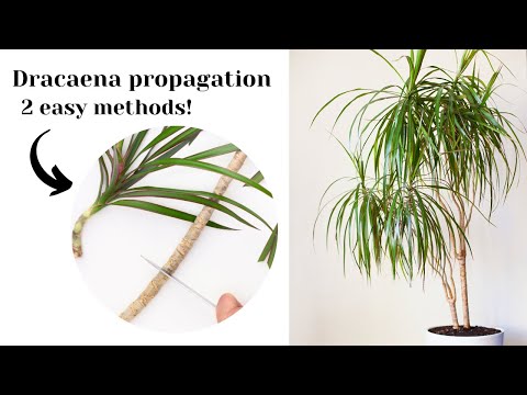 Dracaena plant propagation from cuttings | 2 ways! - YouTube
