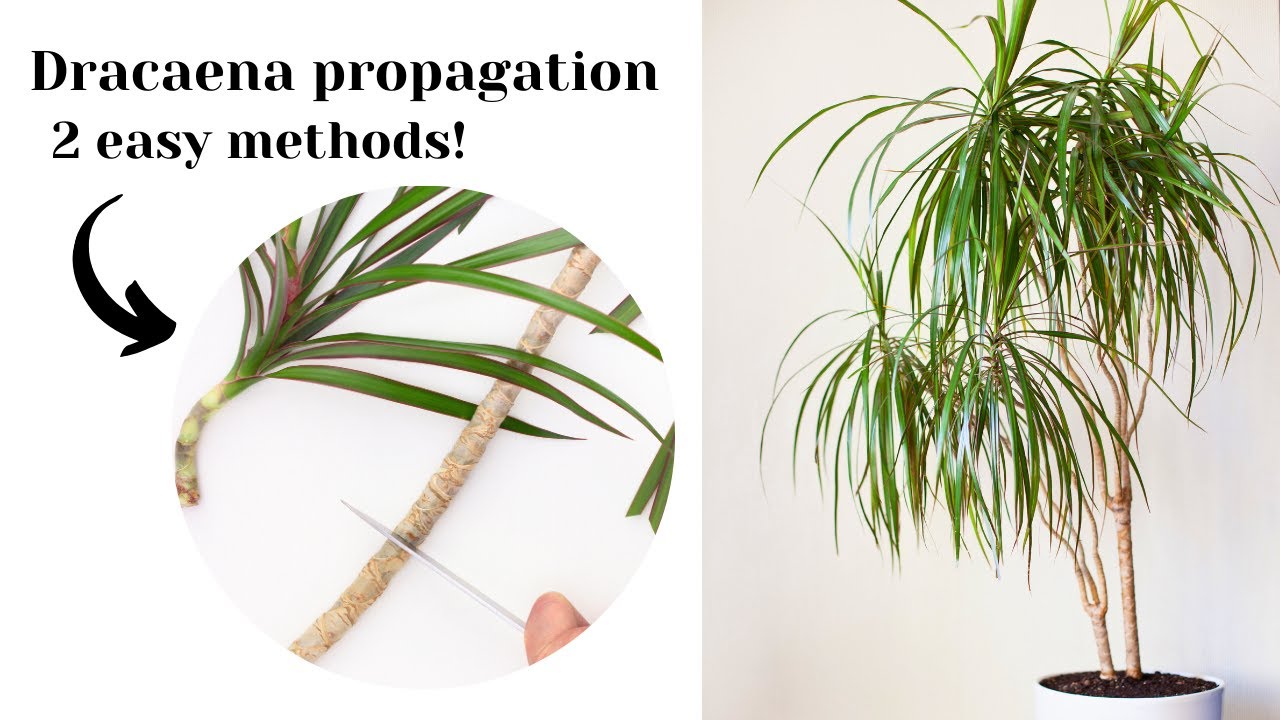 Размножение драцены черенками | 2 способа!
