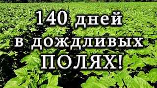 &quot;Подсолнух 🌻 под гранстар&quot; от посева до уборки 140 дней/ РЕЗУЛЬТАТ