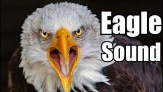Eagle Sound Effects  Different Eagle Sound high Quality Sound