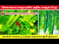   100   peerkangai valarpu in tamilridge gourd cultivation tamil