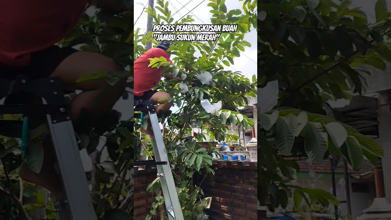 BUNGKUS❗Jambu Sukun Merah 🥰 