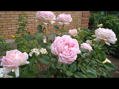 Красота розы Эмейзинг Грейс. - YouTube