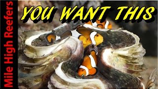 Why You Need a Clam in A Reef Tank Resimi