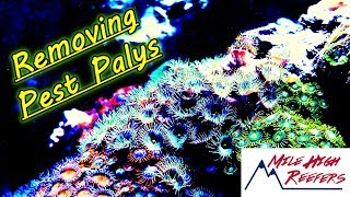 Removing Pest Palythoas From My Reef Tank