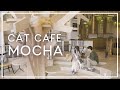 猫と一緒に幸せなひと時を過ごしませんか？【CAT CAFE MOCHA】