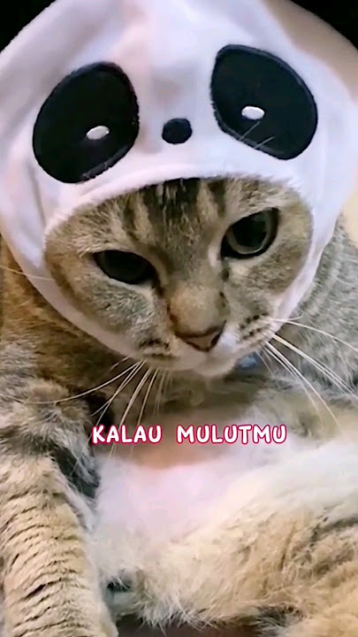 untuk mulut yang suka Comel.. 🐱😁🤣🤪👆
