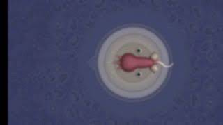 Spore Cell Editor Ost